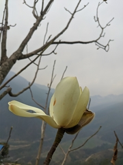 Magnolia campbellii