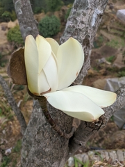 Magnolia campbellii