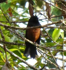 Diglossa gloriosissima