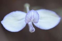 Carlowrightia pringlei