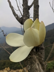 Magnolia campbellii