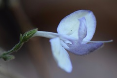 Carlowrightia pringlei