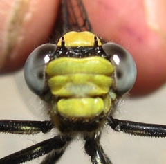 Arigomphus cornutus