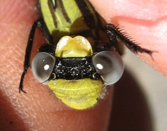 Arigomphus cornutus