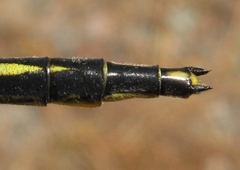 Arigomphus cornutus