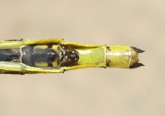 Arigomphus cornutus