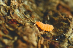 Bilobella aurantiaca