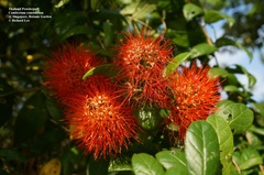 Combretum constrictum