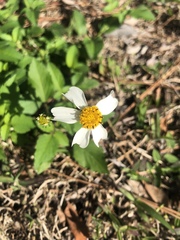 Bidens alba