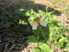 Bidens alba
