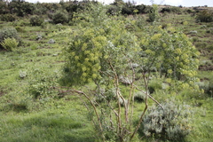 Polemannia simplicior