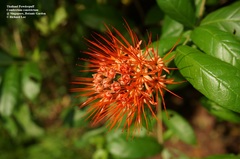 Combretum constrictum