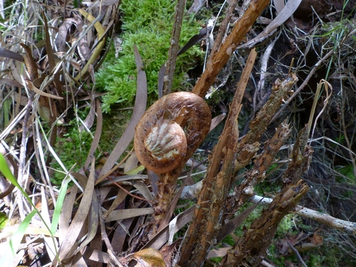 Polystichum ammifolium image