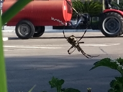 Argiope argentata