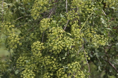 Polemannia simplicior