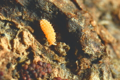 Bilobella aurantiaca