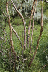 Polemannia simplicior