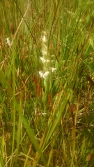 Spiranthes diluvialis