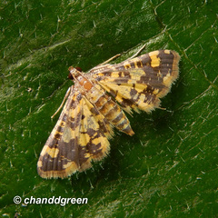 Eurrhyparodes tricoloralis
