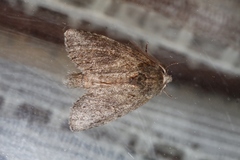 Rifargia subrotata