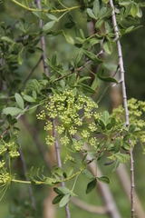 Polemannia simplicior