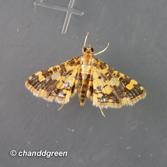 Eurrhyparodes tricoloralis
