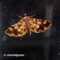 Eurrhyparodes tricoloralis