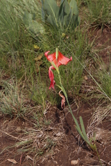 Gladiolus saundersii