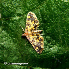 Eurrhyparodes tricoloralis