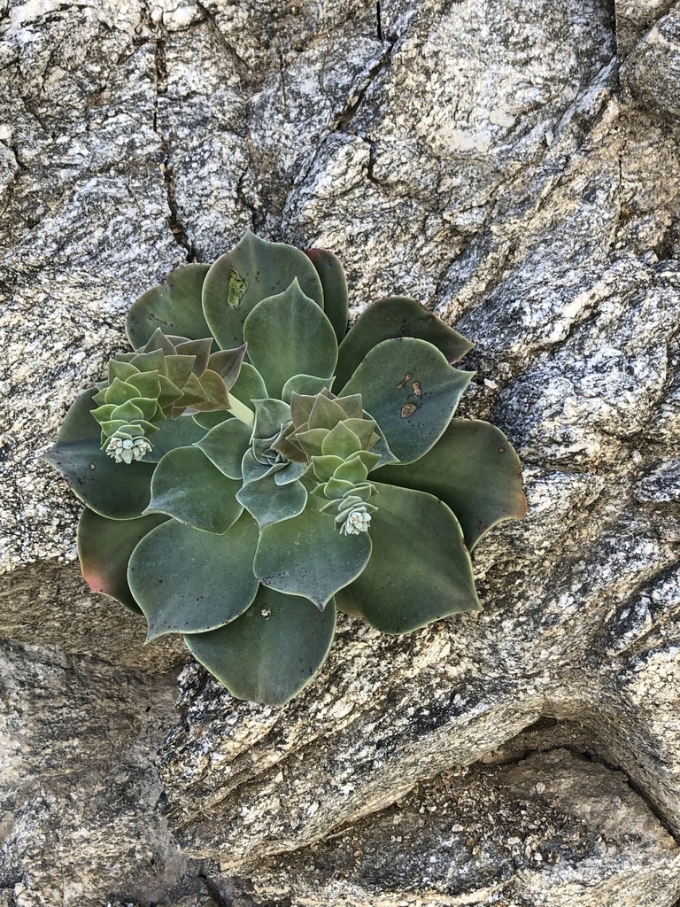 Dudleya arizonica, California, US