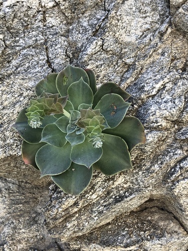 Dudleya arizonica