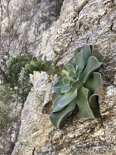 Dudleya arizonica