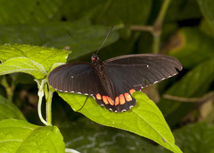 Parides erithalion polyzelus