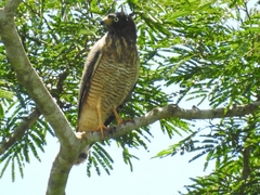 Rupornis magnirostris