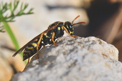 Polistes associus