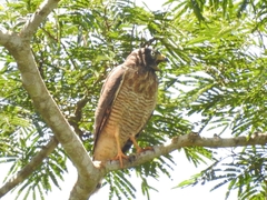 Rupornis magnirostris