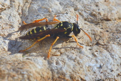 Polistes associus
