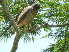 Rupornis magnirostris
