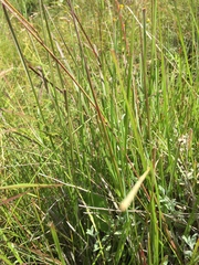 Setaria sphacelata sphacelata