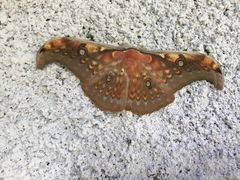 Antheraea larissa
