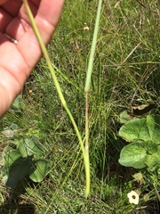 Setaria sphacelata sphacelata