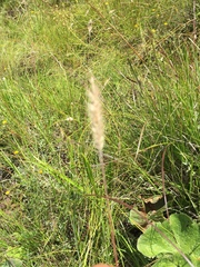 Setaria sphacelata sphacelata