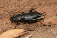 Chiliarchum bertolonii