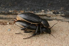 Chiliarchum bertolonii