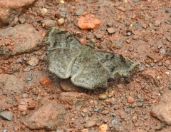 Antigonus erosus