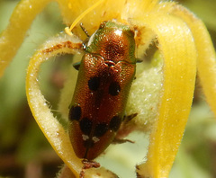 Neospades cupriferus