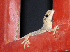 Hemidactylus mabouia