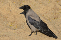 Corvus cornix
