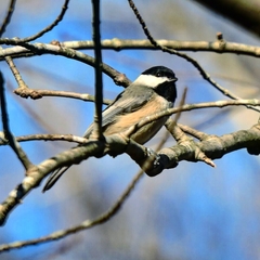 Poecile carolinensis