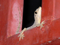 Hemidactylus mabouia